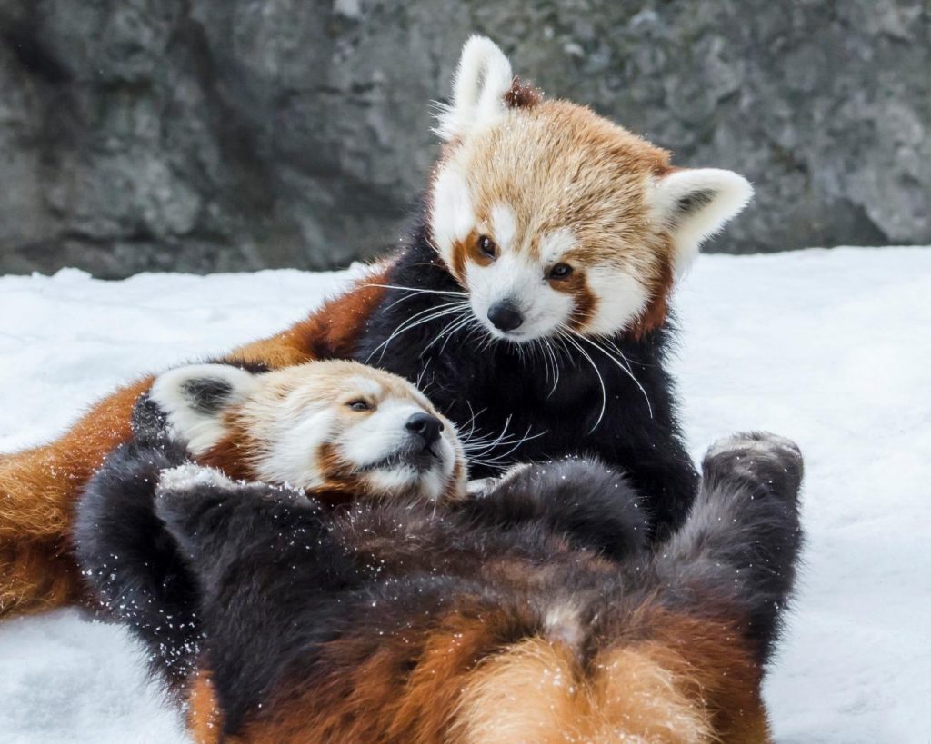 21 Hilarious Reactions to First Snow: Animal Edition
