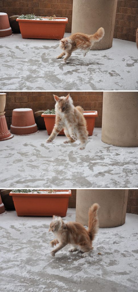 21 Hilarious Reactions to First Snow: Animal Edition