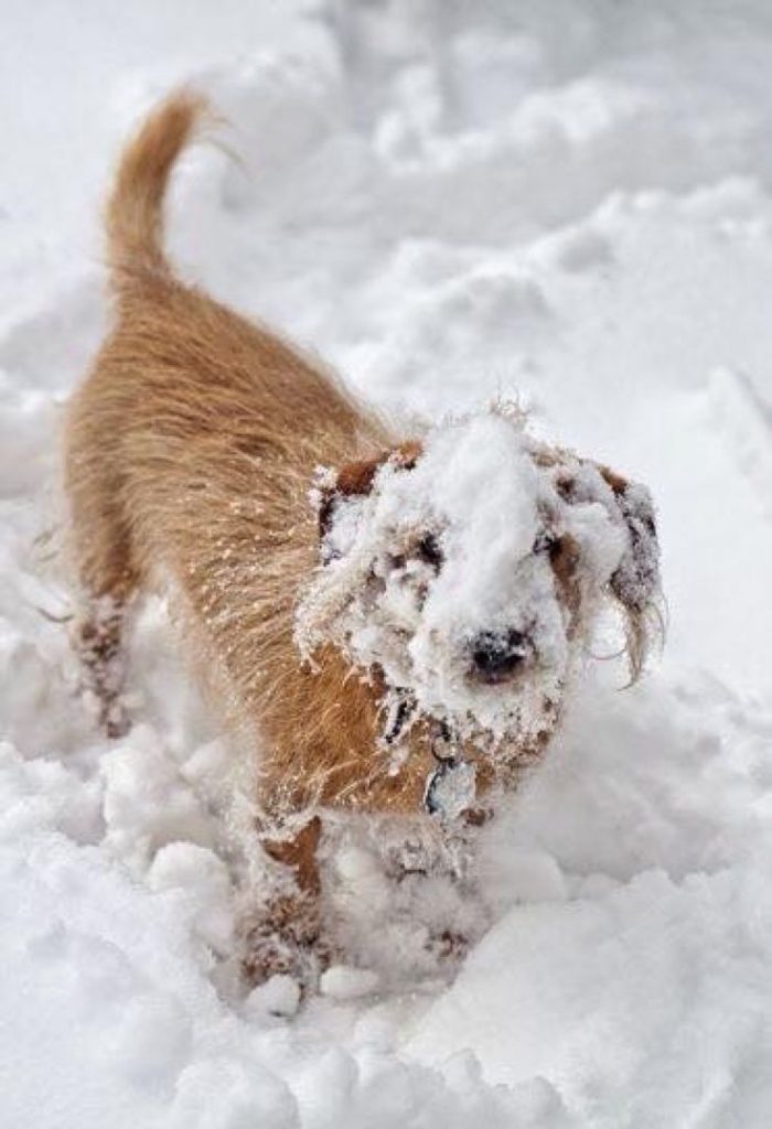 21 Hilarious Reactions to First Snow: Animal Edition