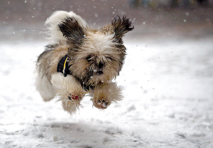 21 Hilarious Reactions to First Snow: Animal Edition
