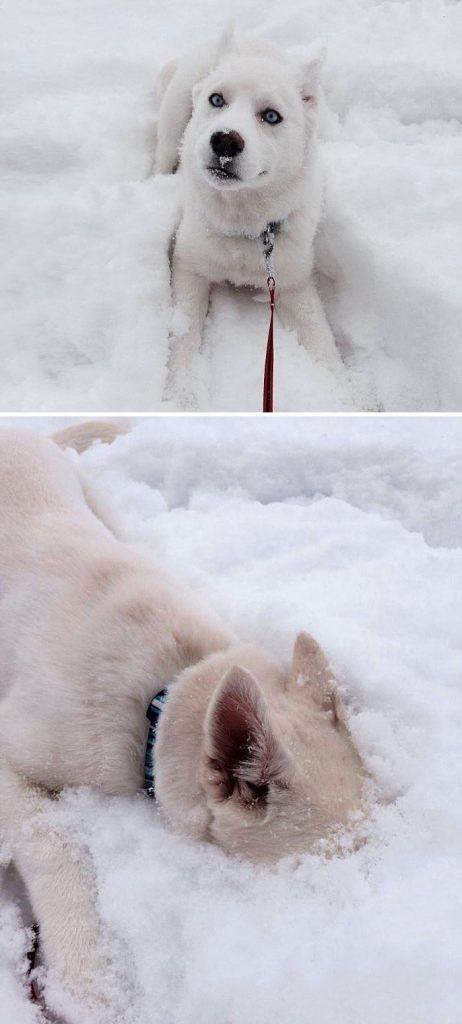 21 Hilarious Reactions to First Snow: Animal Edition