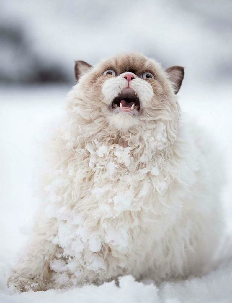 21 Hilarious Reactions to First Snow: Animal Edition