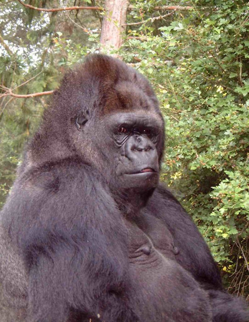 10 World Famous Animals You Need to Know About