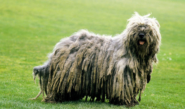 10 Unique Dog Breeds From Around the World