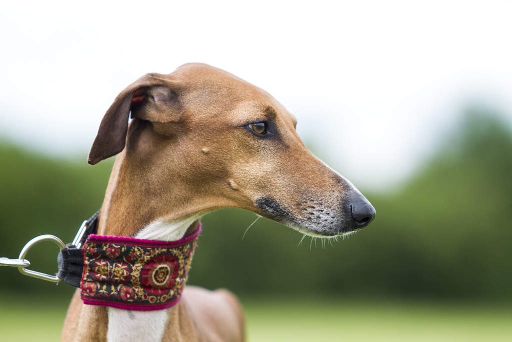 10 Unique Dog Breeds From Around the World