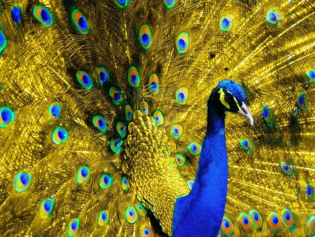 10 Majestic Birds That Will Take Your Breath Away