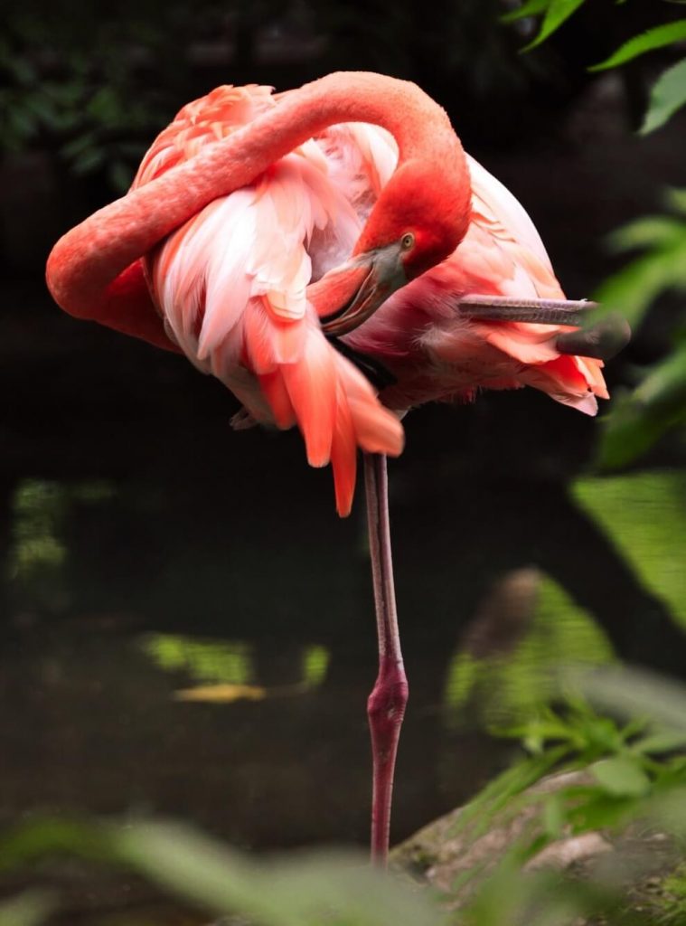 10 Majestic Birds That Will Take Your Breath Away