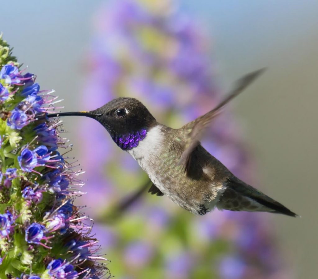 10 Majestic Birds That Will Take Your Breath Away