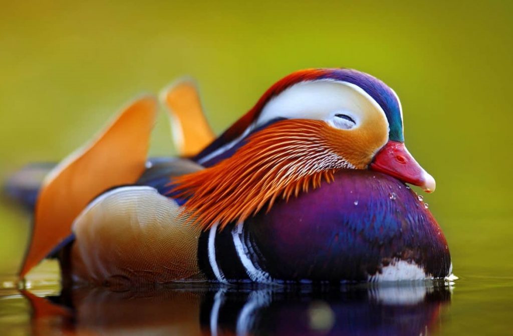 10 Majestic Birds That Will Take Your Breath Away