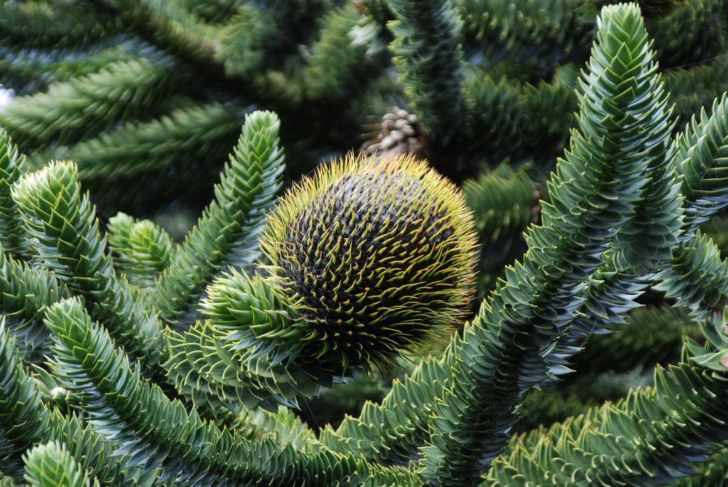 12 Most Unusual Edible Crops in the World