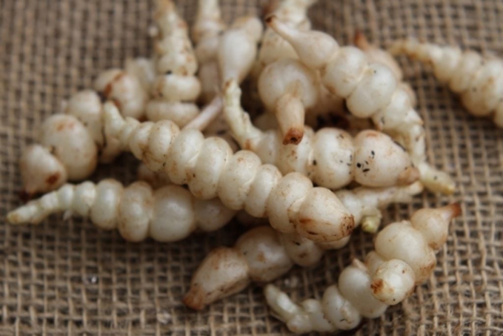 12 Most Unusual Edible Crops in the World