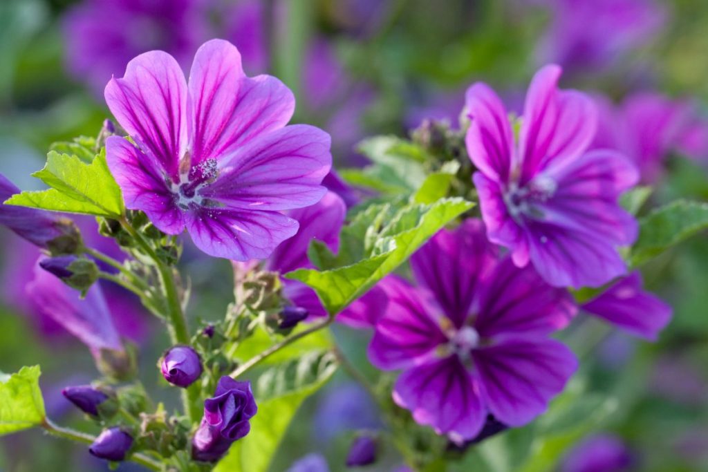 12 Most Unusual Edible Crops in the World