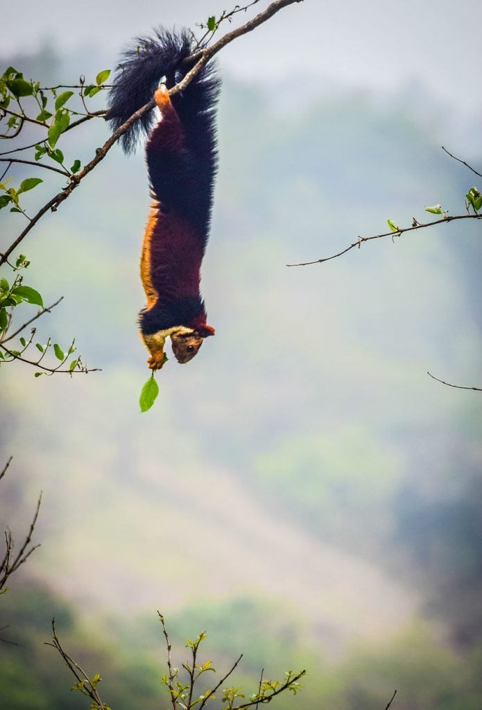 This Giant-tailed Squirrel has Gone Viral