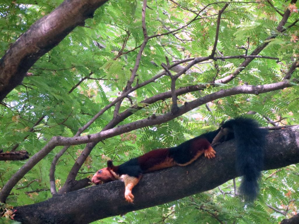 This Giant-tailed Squirrel has Gone Viral