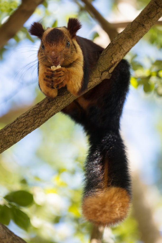 This Giant-tailed Squirrel has Gone Viral