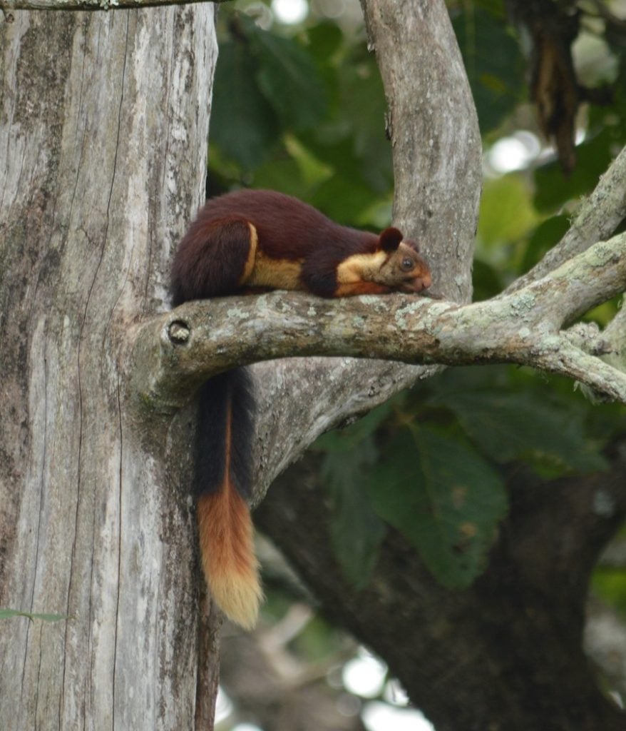 This Giant-tailed Squirrel has Gone Viral