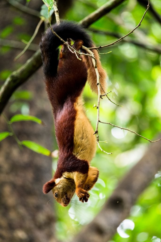 This Giant-tailed Squirrel has Gone Viral