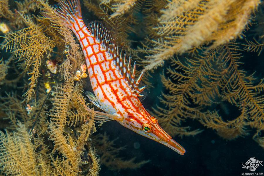 11 Animals That Can Change Gender