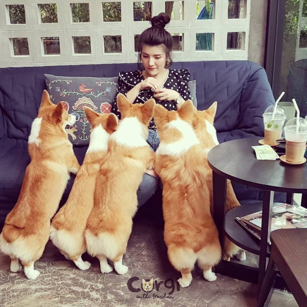 Cafe in Bangkok With the Cutest Employees Ever – Corgis!