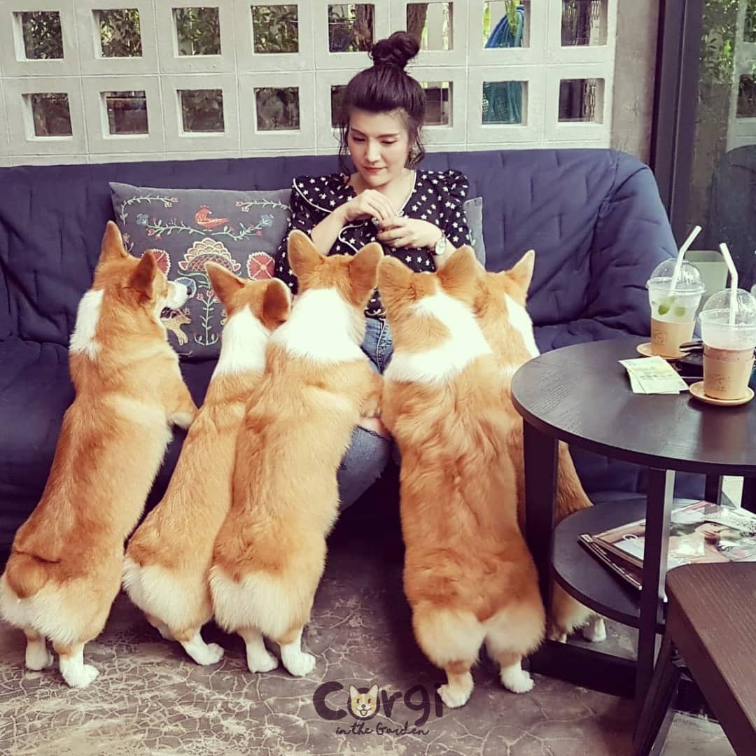 Cafe In Bangkok With The Cutest Employees Ever Corgis 