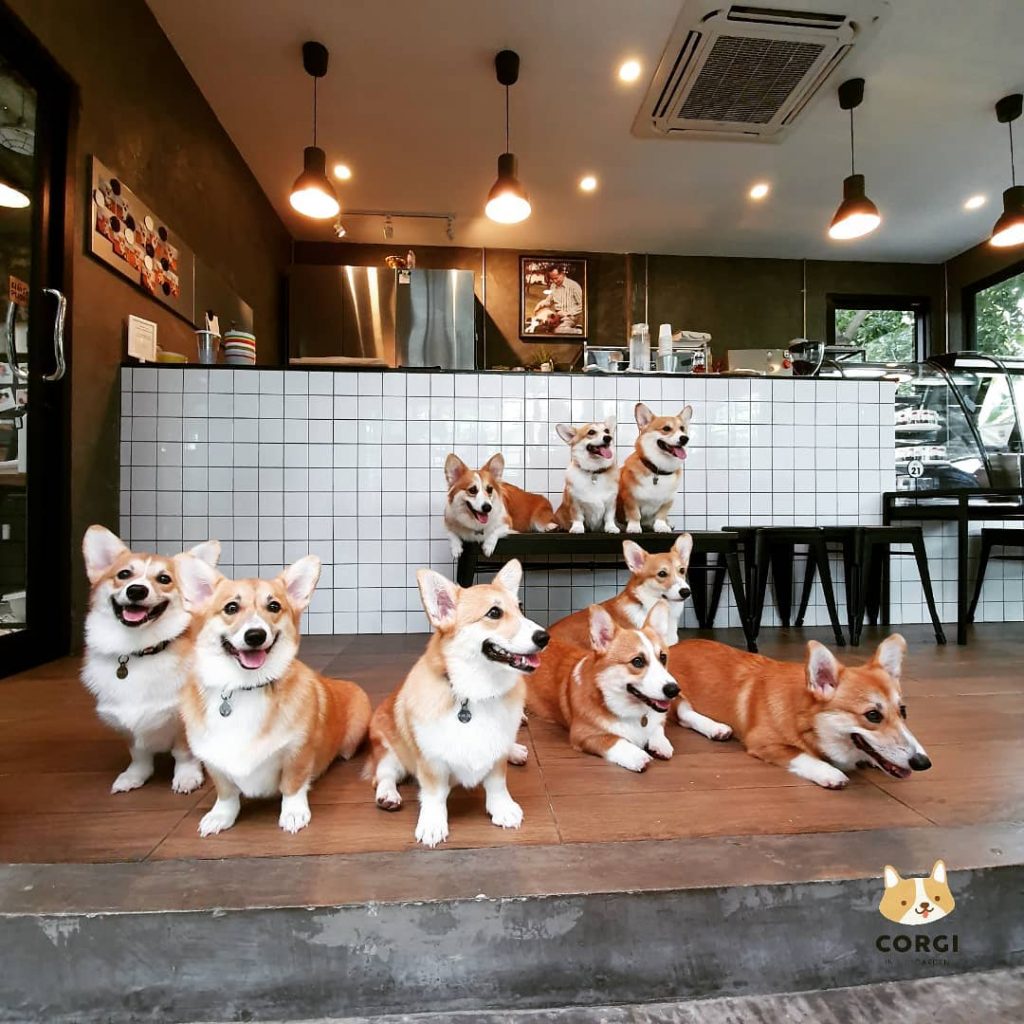 Cafe in Bangkok With the Cutest Employees Ever – Corgis!