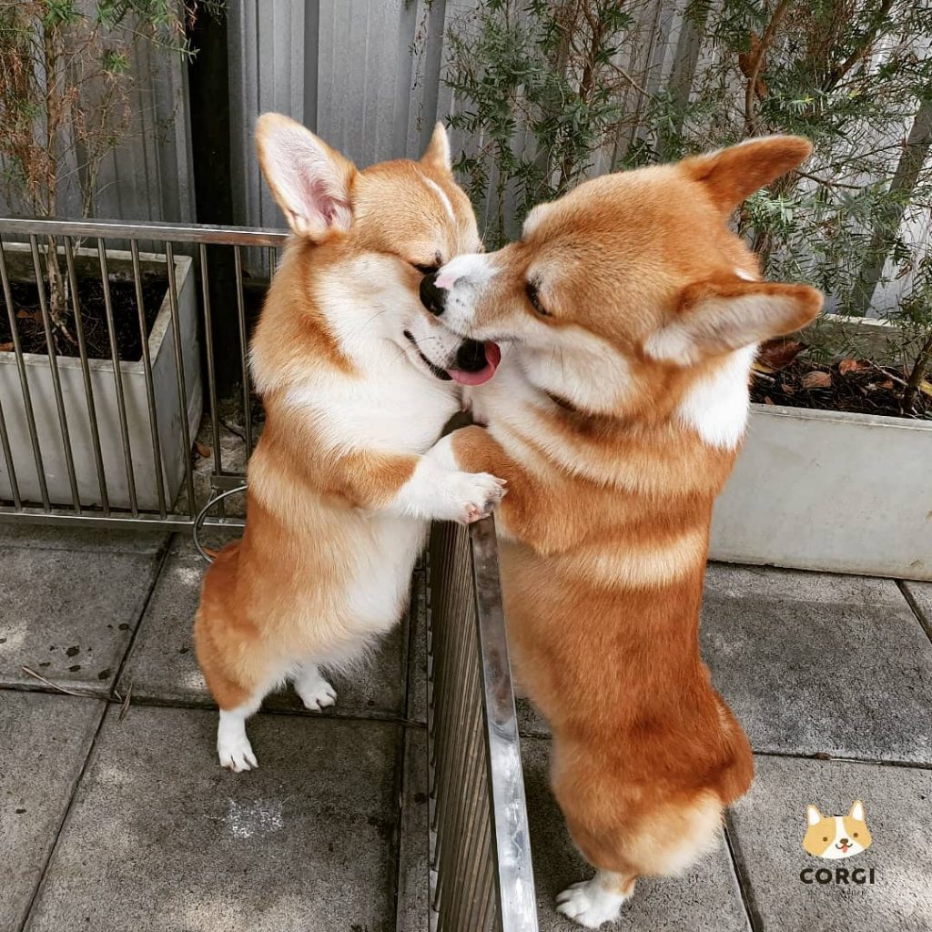 Cafe in Bangkok With the Cutest Employees Ever – Corgis!