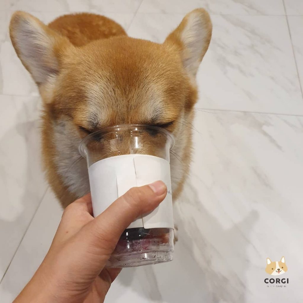 Cafe in Bangkok With the Cutest Employees Ever – Corgis!