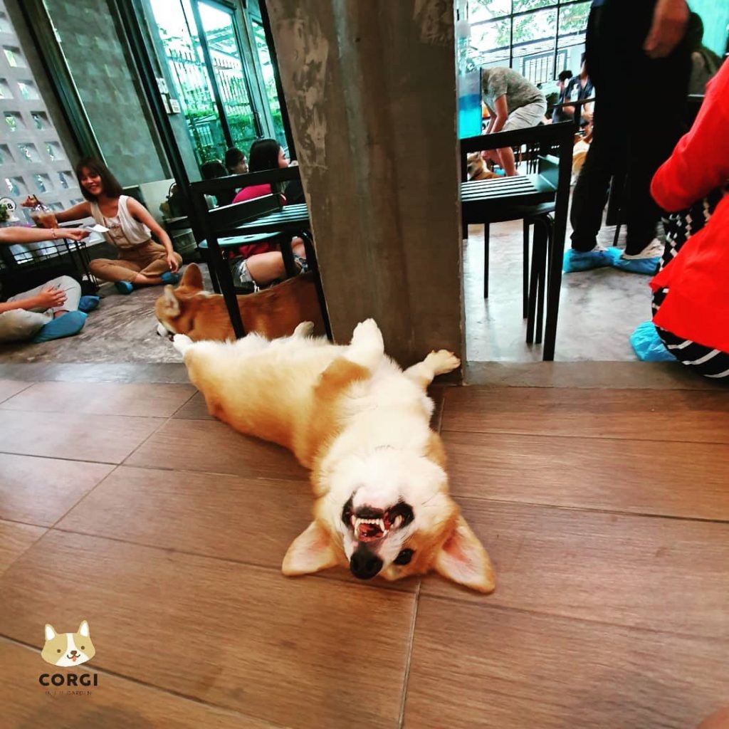 Cafe in Bangkok With the Cutest Employees Ever – Corgis!