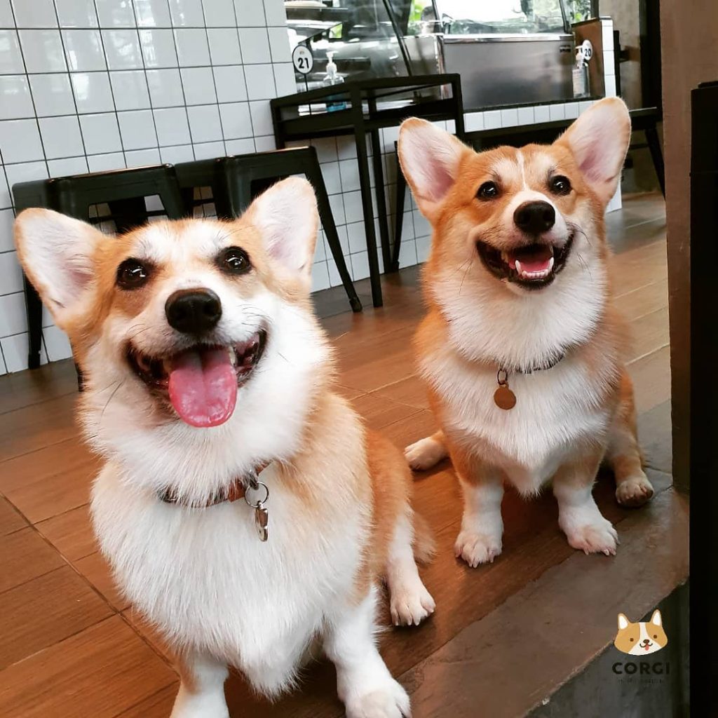 Cafe in Bangkok With the Cutest Employees Ever – Corgis!