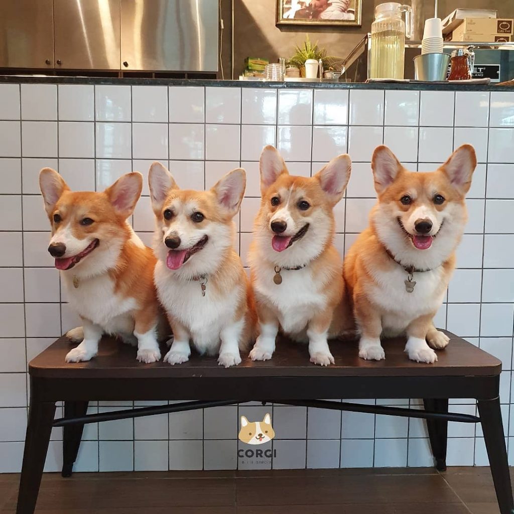 Cafe in Bangkok With the Cutest Employees Ever – Corgis!