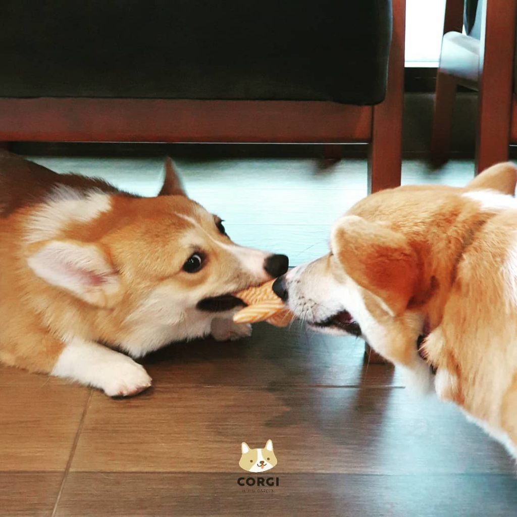Cafe in Bangkok With the Cutest Employees Ever – Corgis!