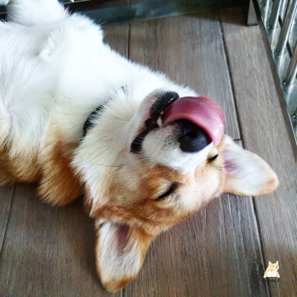 Cafe in Bangkok With the Cutest Employees Ever – Corgis!