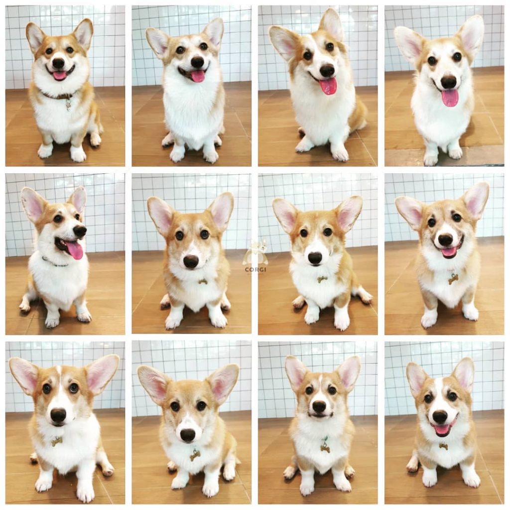 Cafe in Bangkok With the Cutest Employees Ever – Corgis!