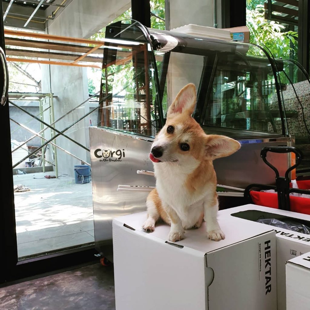 Cafe in Bangkok With the Cutest Employees Ever – Corgis!