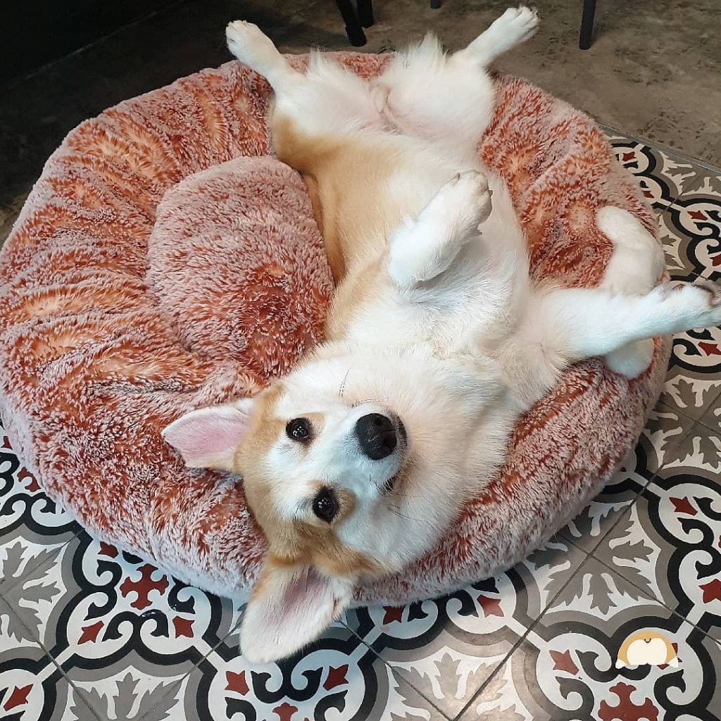 Cafe in Bangkok With the Cutest Employees Ever – Corgis!