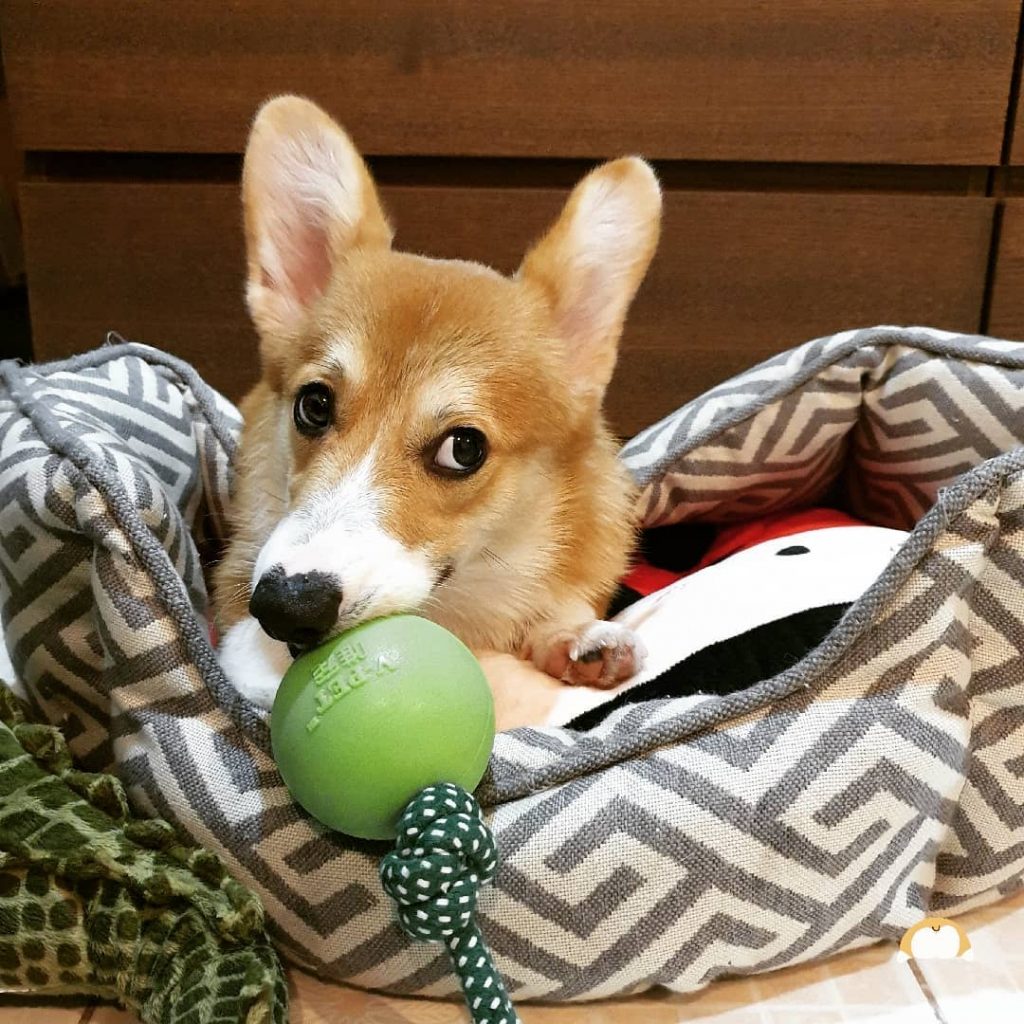 Cafe in Bangkok With the Cutest Employees Ever – Corgis!