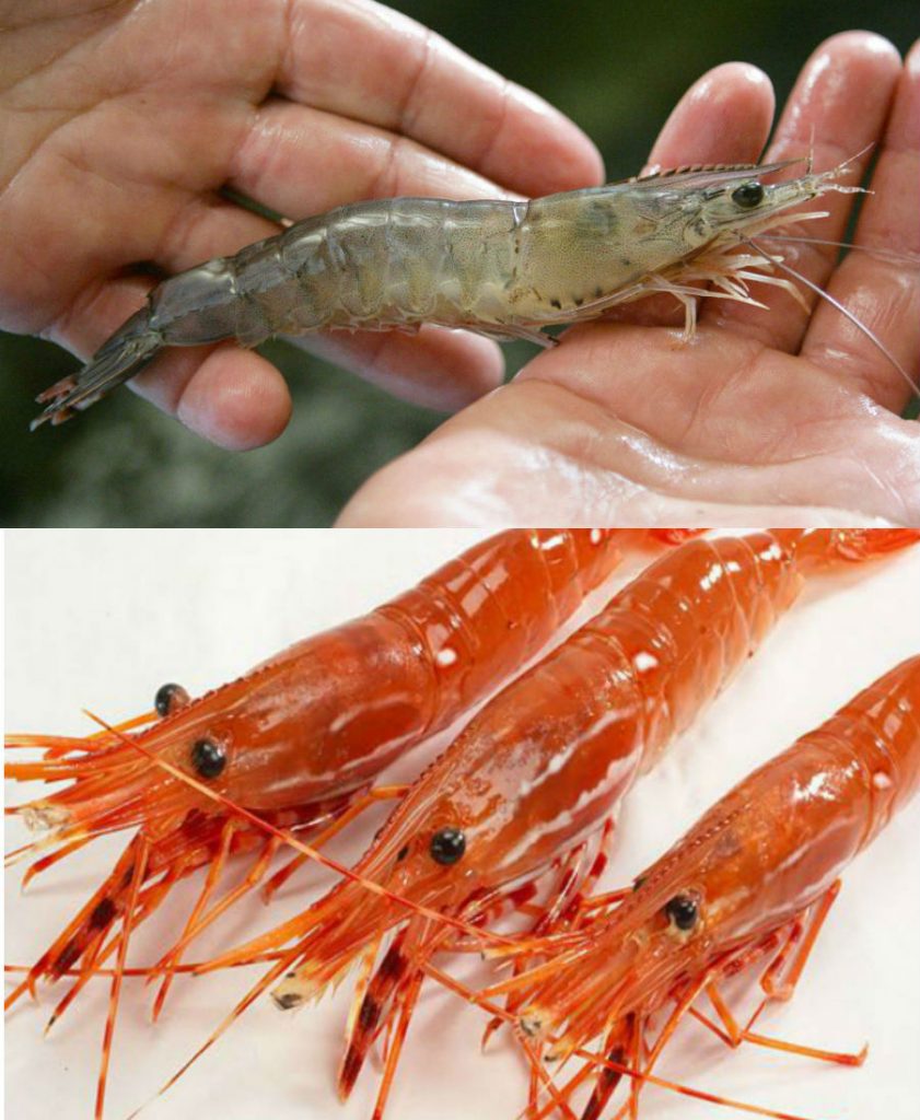 10 Pairs of Commonly Confused Animals