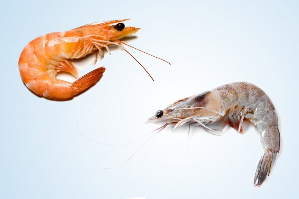 10 Pairs of Commonly Confused Animals
