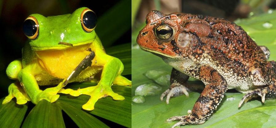 10 Pairs of Commonly Confused Animals