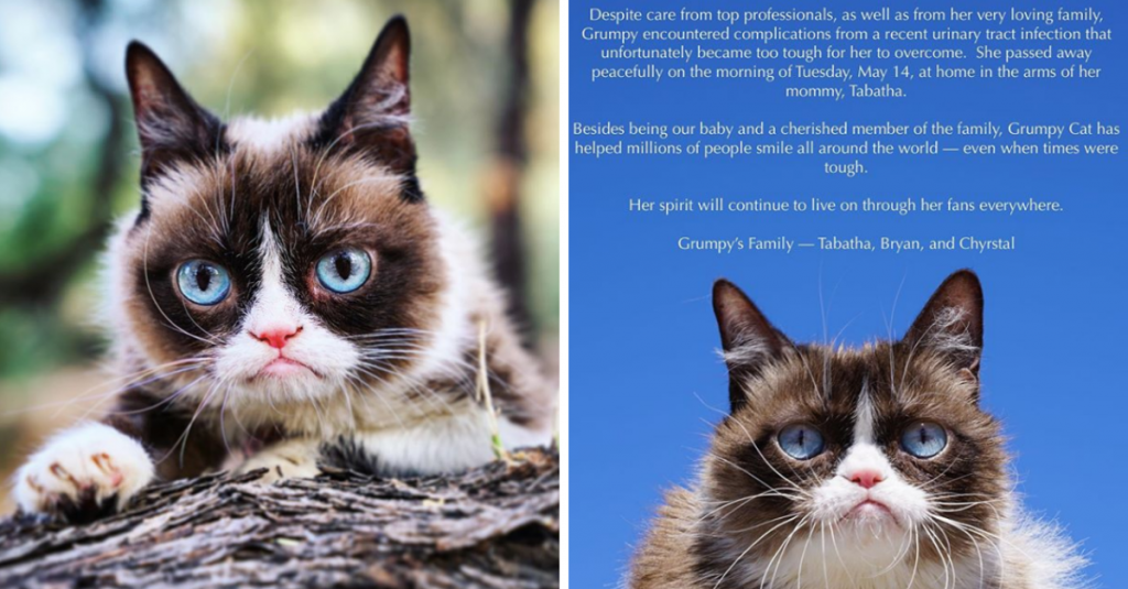 Legendary “Grumpy Cat” Died at the Age of 7
