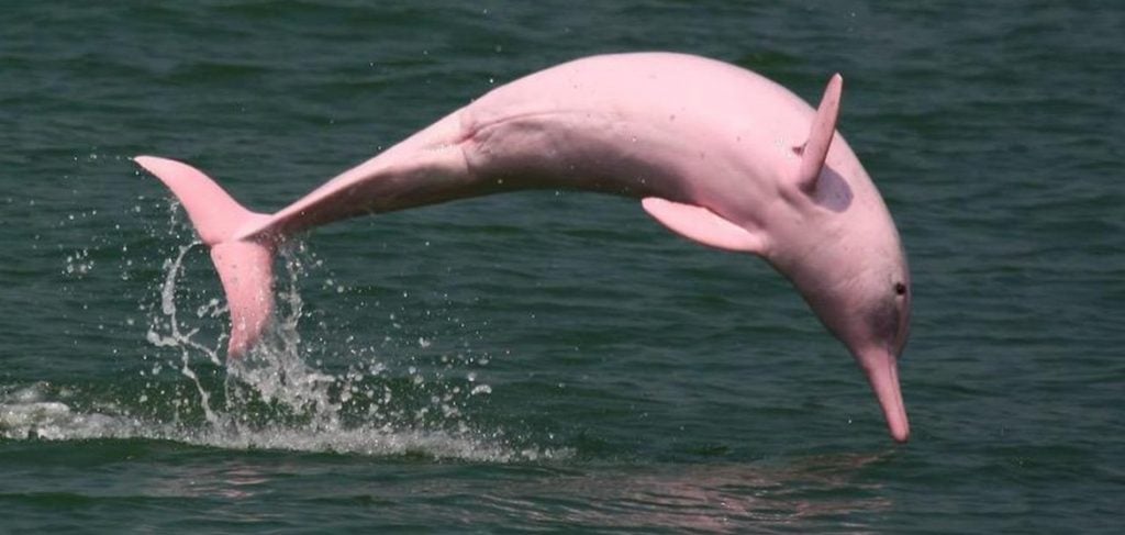 10 Amazingly Cute Albino Animals
