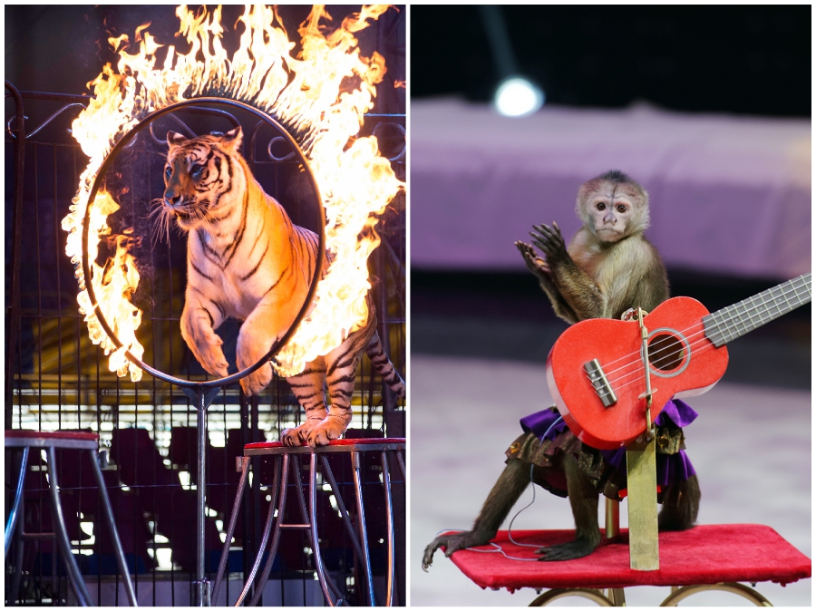 German Circus Replaces Real Animals With Holograms | ZestRadar