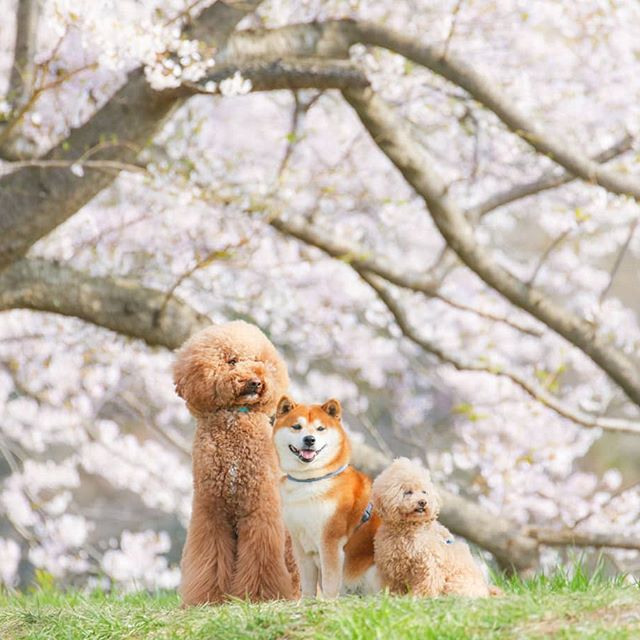 The Happiest Shiba Inu On Instagram #14 | Brain Berries