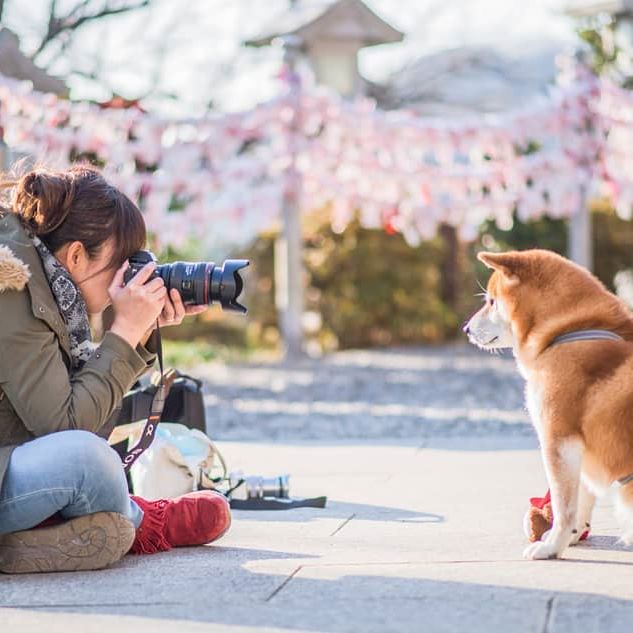 The Happiest Shiba Inu On Instagram #18 | Brain Berries