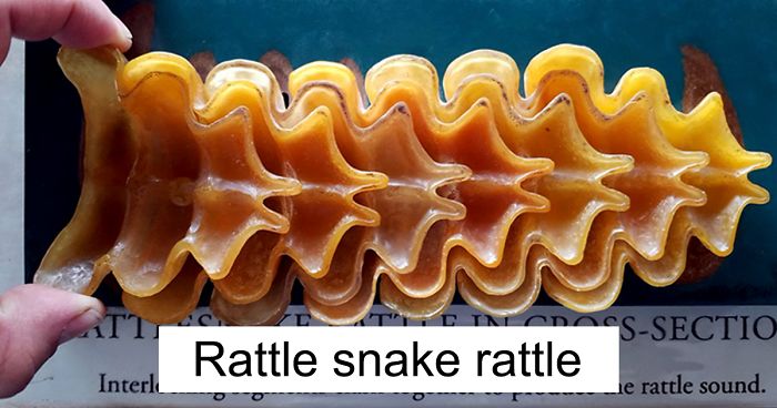 14 Incredibly Cool Pictures Of Unusual Objects Cut In Half