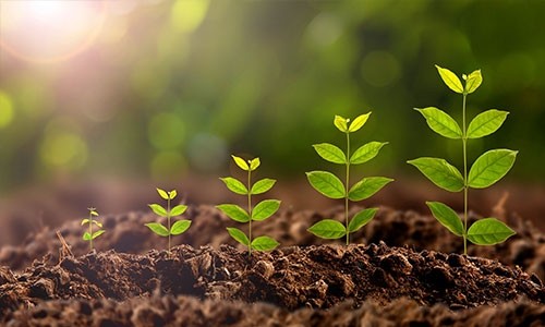 7 Reasons To Go Vegetarian In 2019