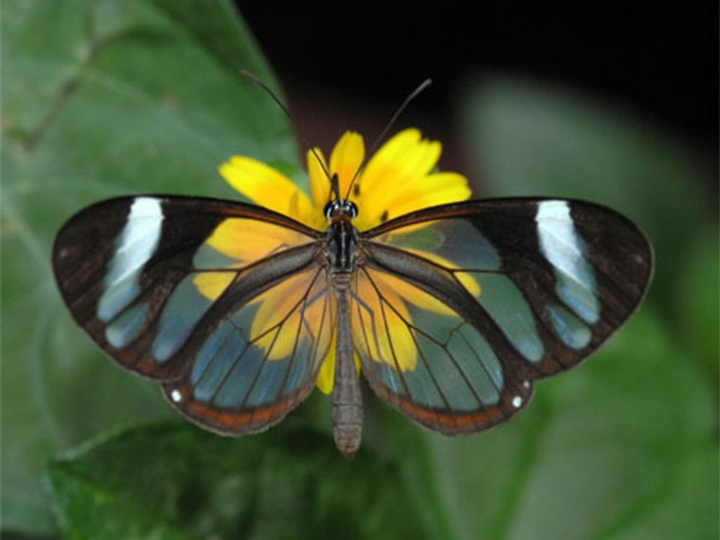 The 7 Most Beautiful Butterflies In The World