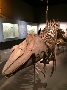 Lee Kon Chian Natural History Museum (Singapore) inside #2 | 6 Best Natural History Museums In The World | Brain Berries| 6 Best Natural History Museums In The World | Brain Berries