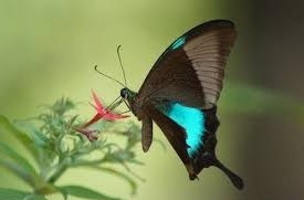 The 7 Most Beautiful Butterflies In The World