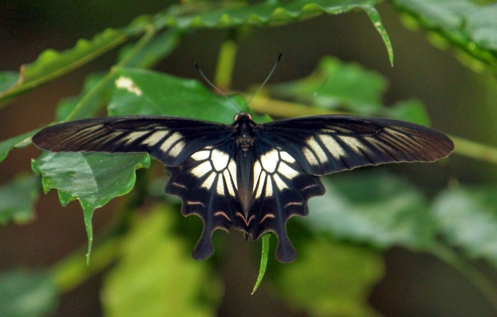 The Sri Lankan Ceylon Rose | The 7 Most Beautiful Butterflies In The World | BrainBerries